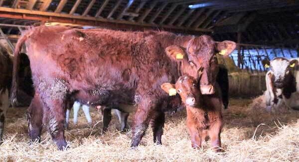 Some of Valerie’s cows at their new home in Scotland. Pic: ChrisMcCullough Some of Valerie’s cows at their new home in Scotland. Pic: ChrisMcCullough