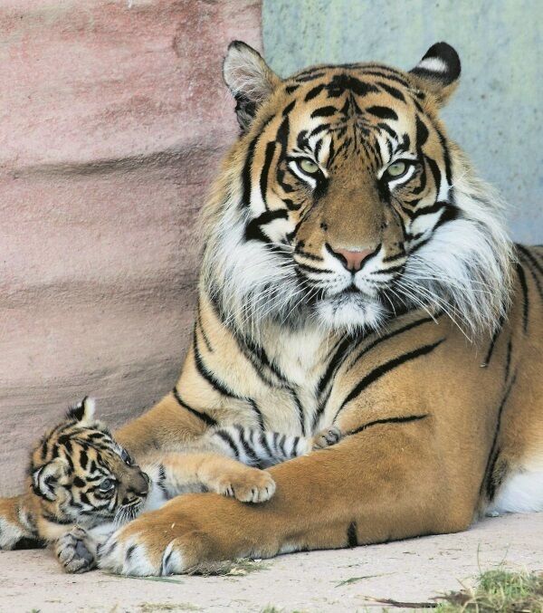 Sumatran Tiger Dourga with her as-yet-unnamed female cub born at Fota Wildlife Park. Sumatran Tiger Dourga with her as-yet-unnamed female cub born at Fota Wildlife Park.