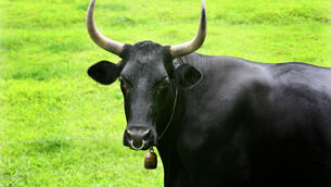 <p>In one case in Cork, a farmer was forced to fence off the area around a pole to stop one of his bulls from scratching himself on it.</p> <p>In one case in Cork, a farmer was forced to fence off the area around a pole to stop one of his bulls from scratching himself on it.</p>