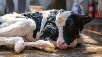 iStock-2180650154.jpg Newborn calf