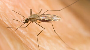 <p>Continuing global heating means it is only a matter of time before the disease expands further northwards, the scientists said.</p> <p>Continuing global heating means it is only a matter of time before the disease expands further northwards, the scientists said.</p>