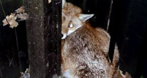 The fox cowering in a corner after it was attacked by a dog egged on by youths in Middlesbrough. Pic: PA