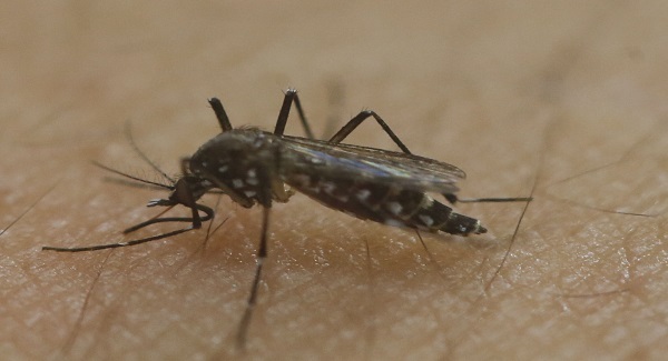 Zika virus spreading explosively says WHO boss