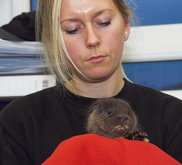 Scottish SPCA worker, Sheelagh McAllister, with Elfie the otter cub. Pic: PA Scottish SPCA worker, Sheelagh McAllister, with Elfie the otter cub. Pic: PA