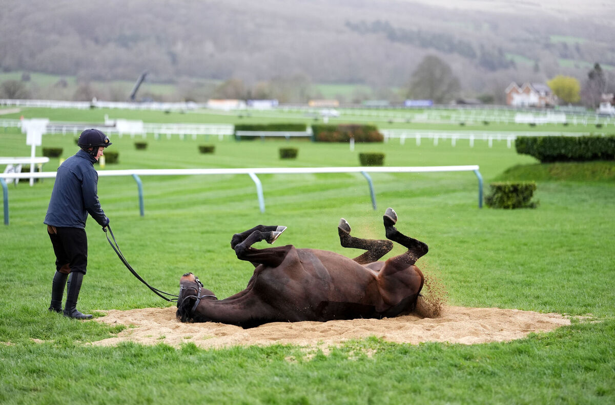 WE ROLL: A horse relaxes on the gallops on day three of the 2026 Cheltenham Festival. Photo: : Adam Davy/PA Wire. 