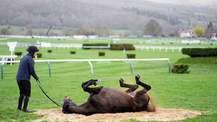 <p>WE ROLL: A horse relaxes on the gallops on day three of the 2026 Cheltenham Festival. Photo: : Adam Davy/PA Wire. </p>