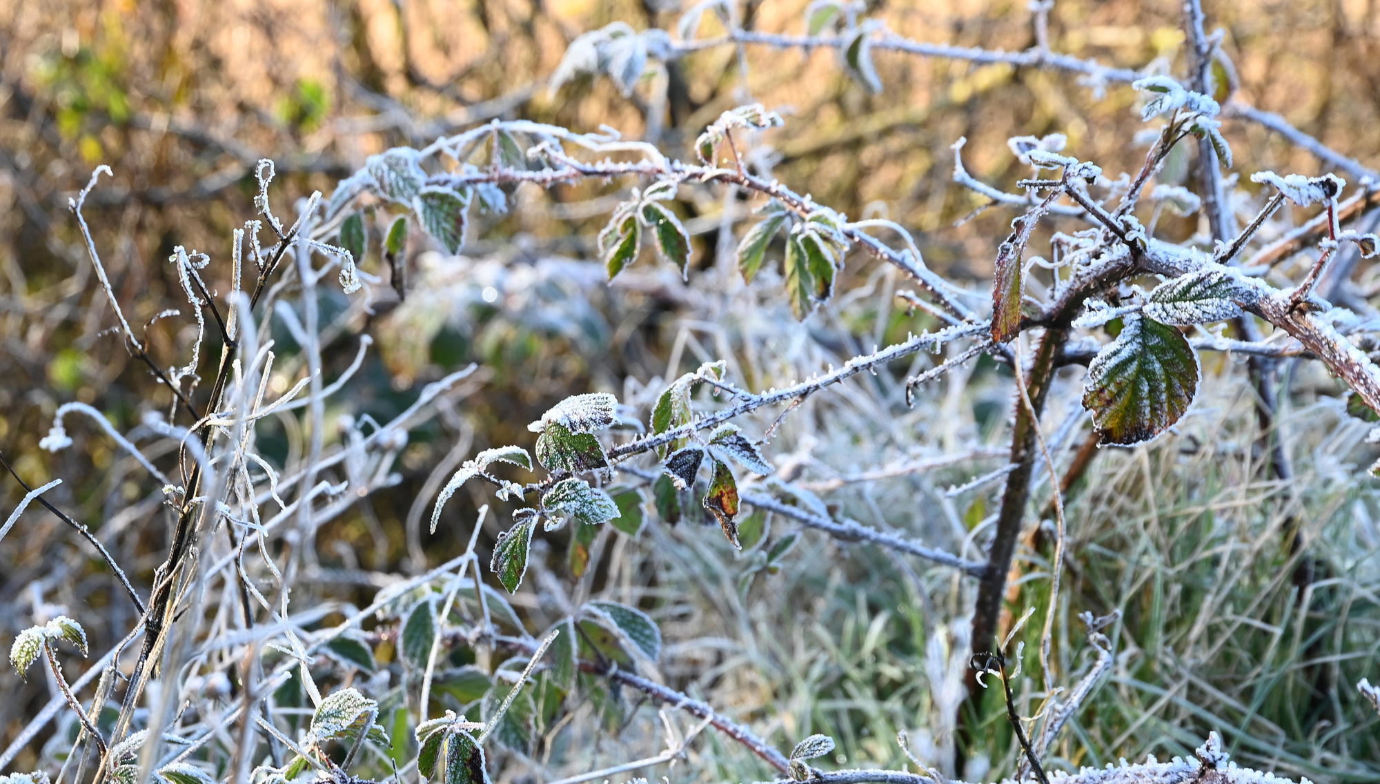 Met Éireann warns travel disruption expected as yellow wind, rain and snow warnings issued