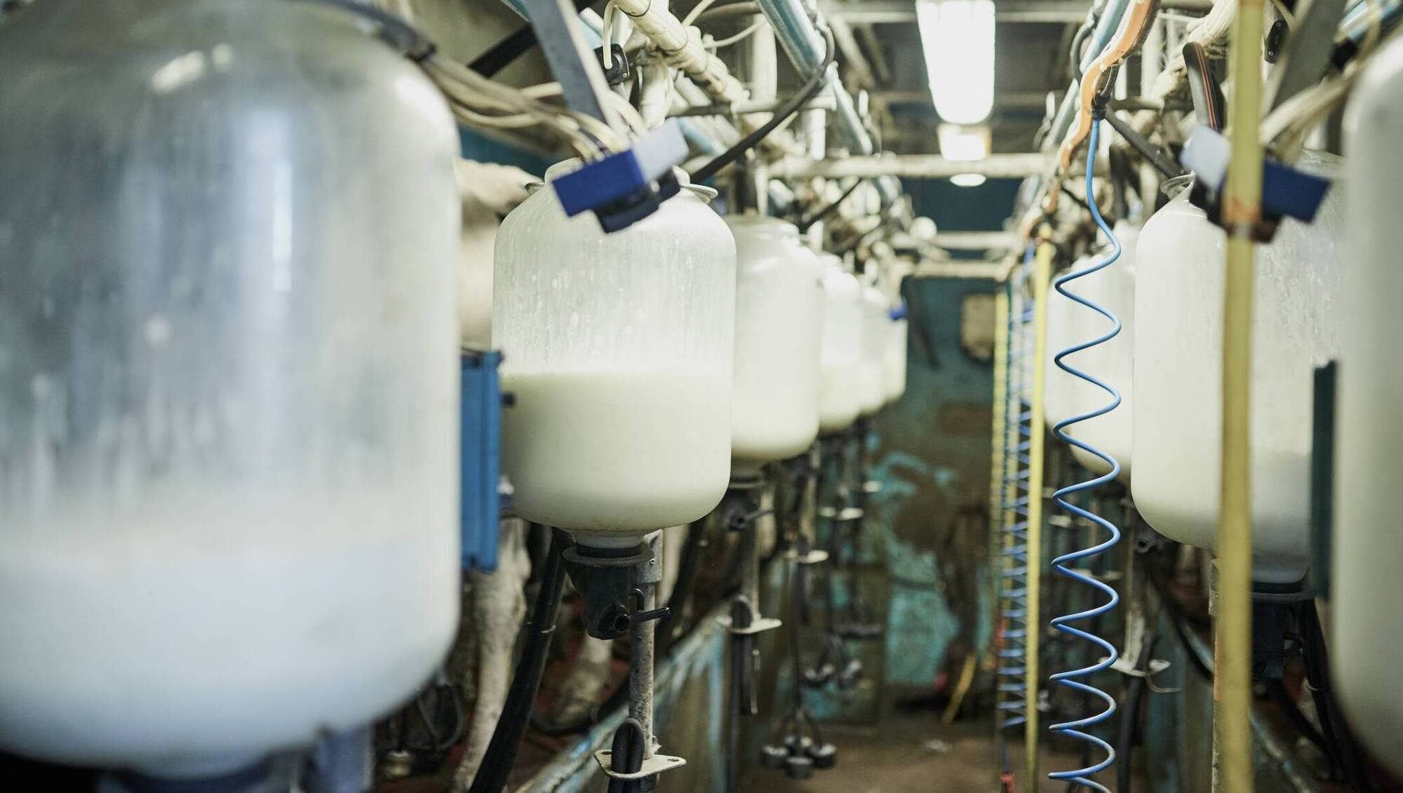 Milk experienced over 27% drop in output price in 12 months, CSO says