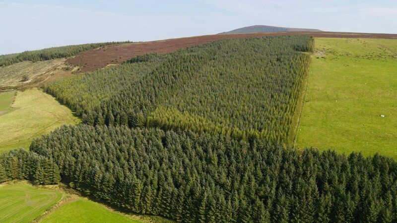 Department publishes mid-term review on national forestry programme