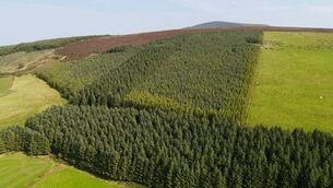 <p>Minister Healy-Rae recently released the results of the Mid-Term Review (MTR) of the Forestry Programme 2023-2027.</p>