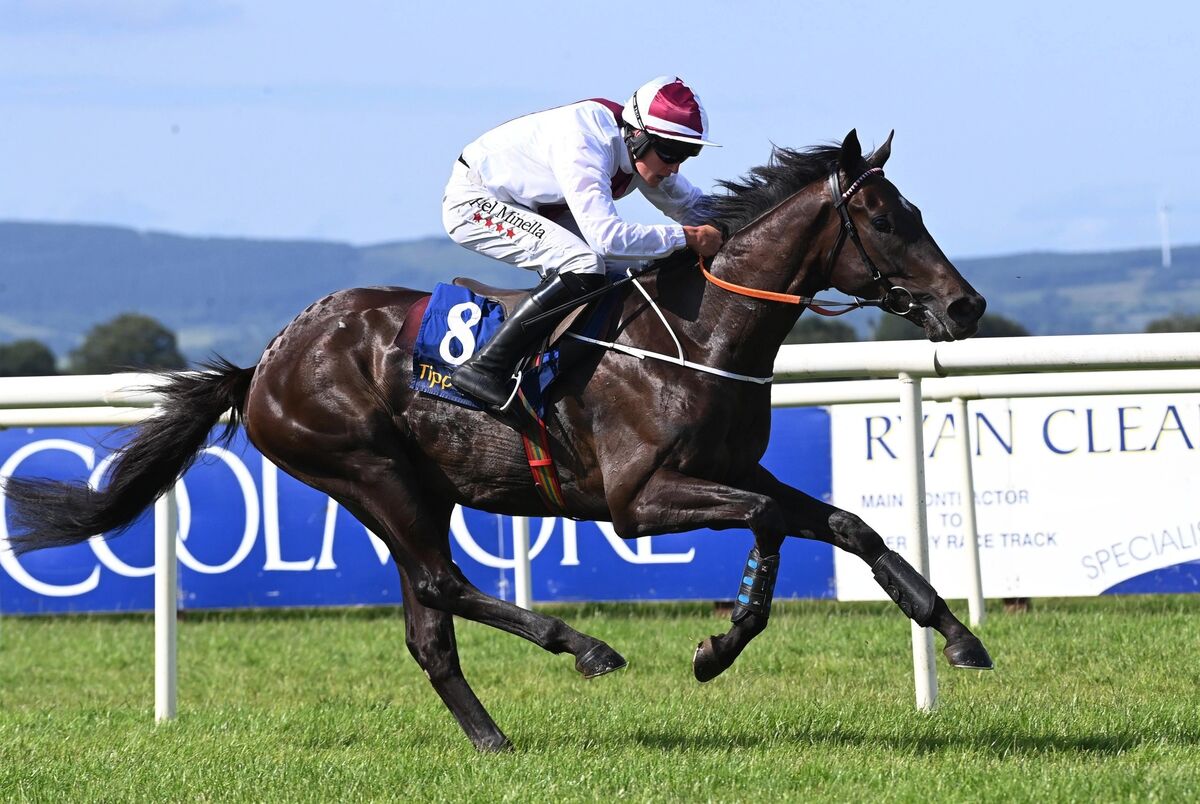 Minella Study is well fancied for the Triumph Hurdle. Pic: Healy Racing