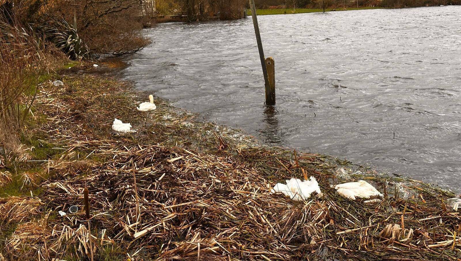 Possible avian flu concern after 11 dead swans discovered at Loughaderra lake in east Cork