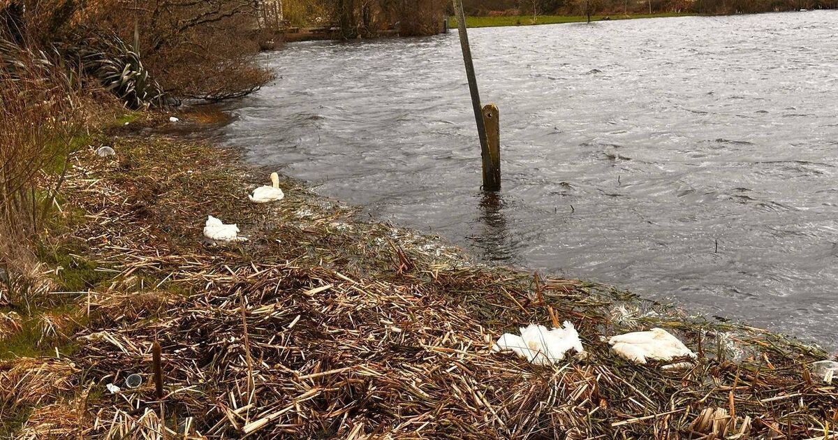 Possible avian flu concern after 11 dead swans discovered at Loughaderra lake in east Cork