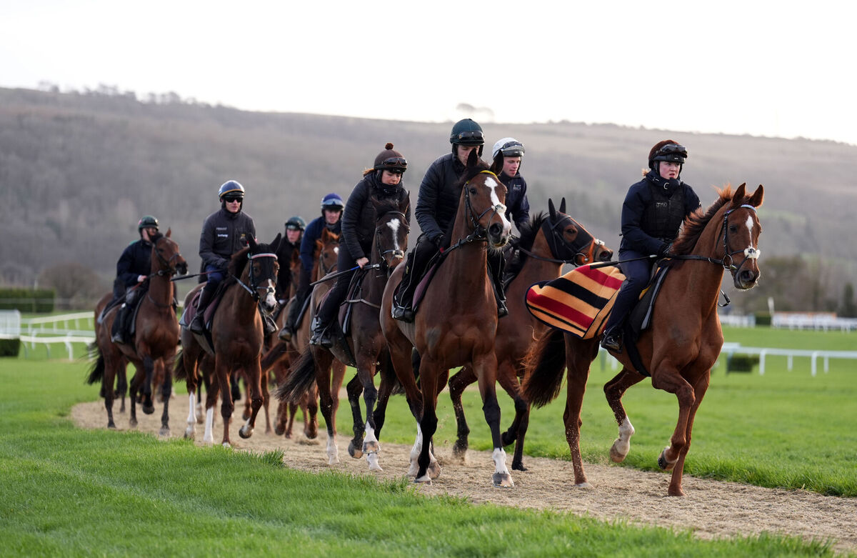 READY TO GO: Willie Mullins trained horses on the gallops on day four of the 2026 Cheltenham Festival. Photo Mike Egerton/PA Wire. 