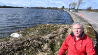 15 dead swans as bird flu confirmed in East Cork