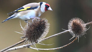 <p>A Goldfinch feeds on the seeds of a teasel plant in an urban garden during a brief dry period recently. Picture: Larry Cummins</p>
