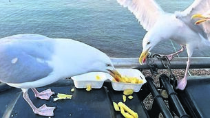<p>Gulls have become commonplace in cities across the world and have adapted their diets to include chips and bread and other human foods.Picture: iStock</p>
