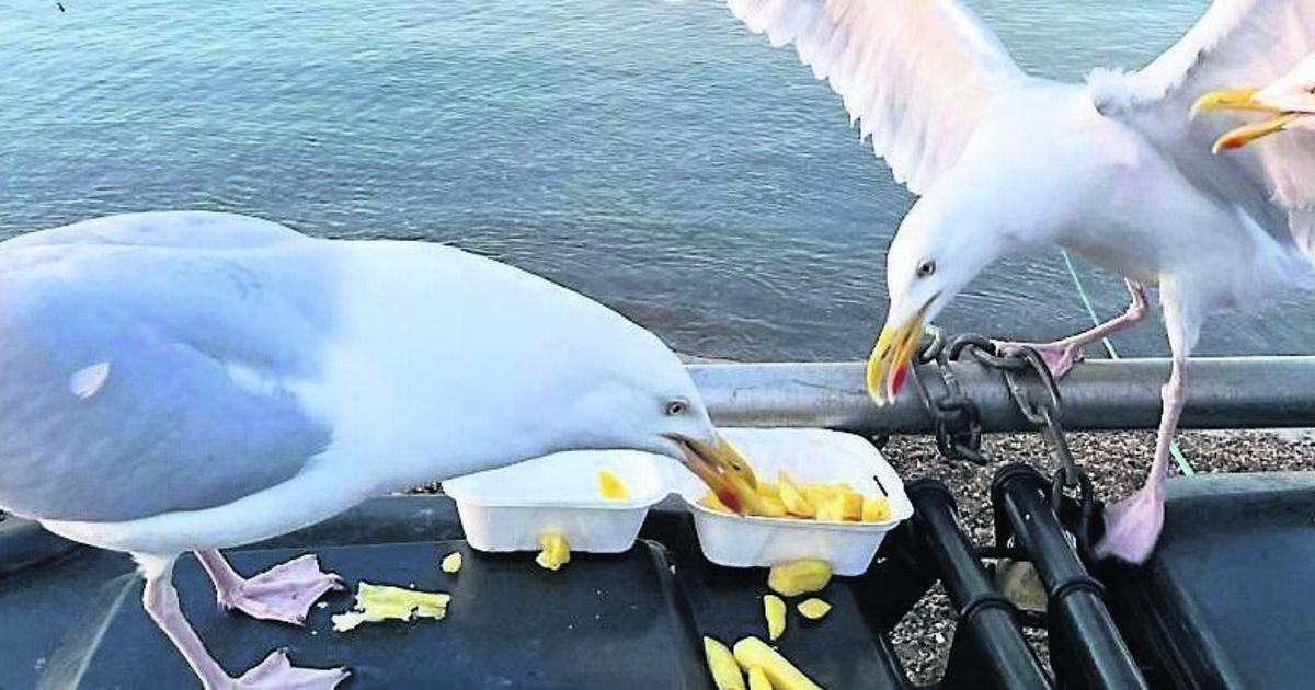 Same species, different city: Is nature losing its local accent?