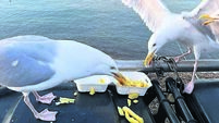 Close-up image of Herring Gulls (Larus argentatus) perched on seaside black, hard plastic dumpster refuse bin, scavenging fish a