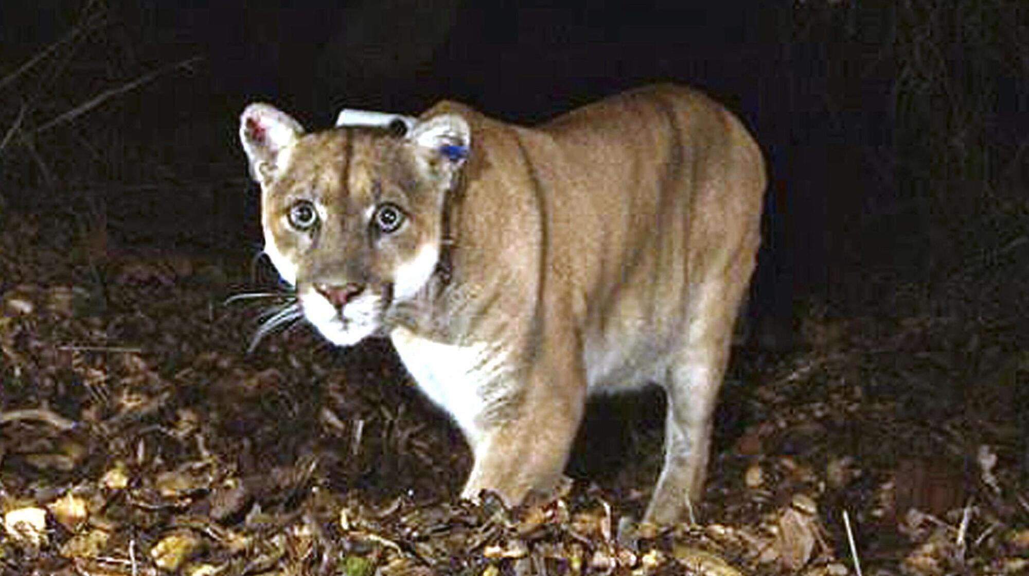 Wolves versus cougars... adapting to survive alongside one another