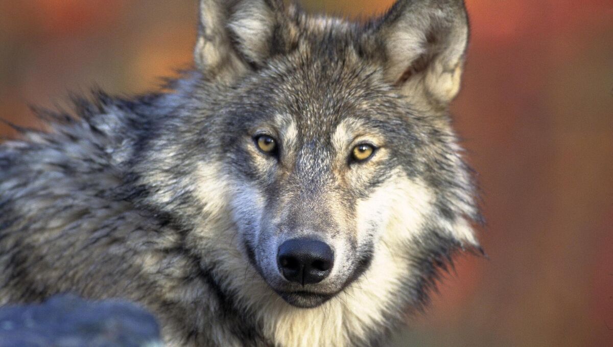 The last known Yellowstone wolf was shot by a park ranger in 1926. There would be no wolves there for the next 70 years.