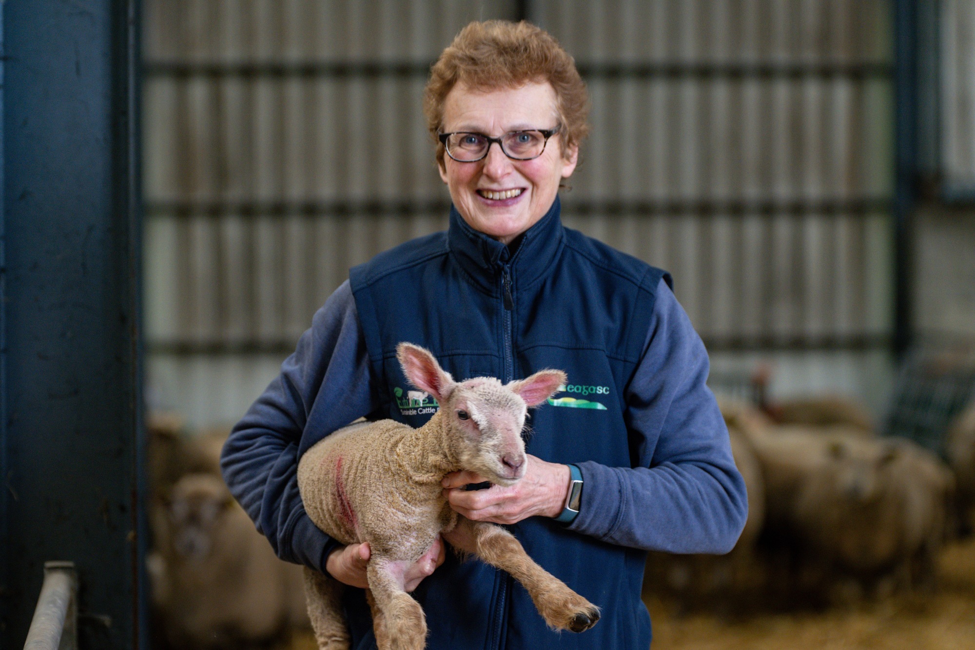 Signpost: Weighing calves at birth to improve the information being recorded for ICBF