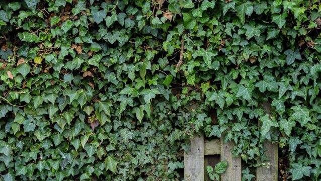 When ivy climbs up through a mixed hedge it can compete for light and smother the deciduous plants. <p>When ivy climbs up through a mixed hedge it can compete for light and smother the deciduous plants.</p>