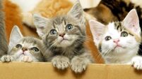 Worried kitten nails the vibe of indecision we all hate