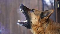 Adult male German Shepherd angry and barks