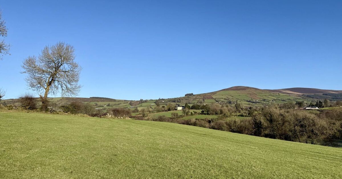 Brace of farms sell to local farmers post-auction