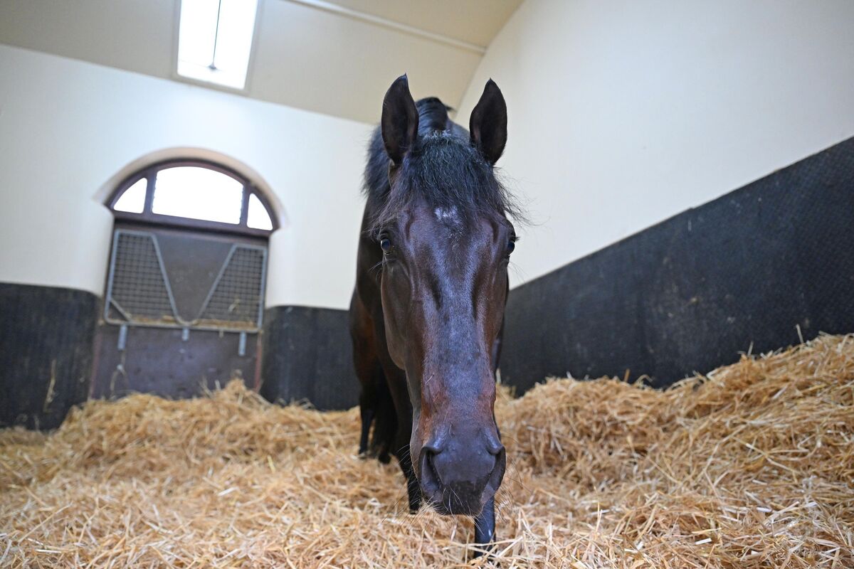 TUCKING IN: Albert Einstein pictured in his stable at Ballydoyle. Pic: Healy Racing
