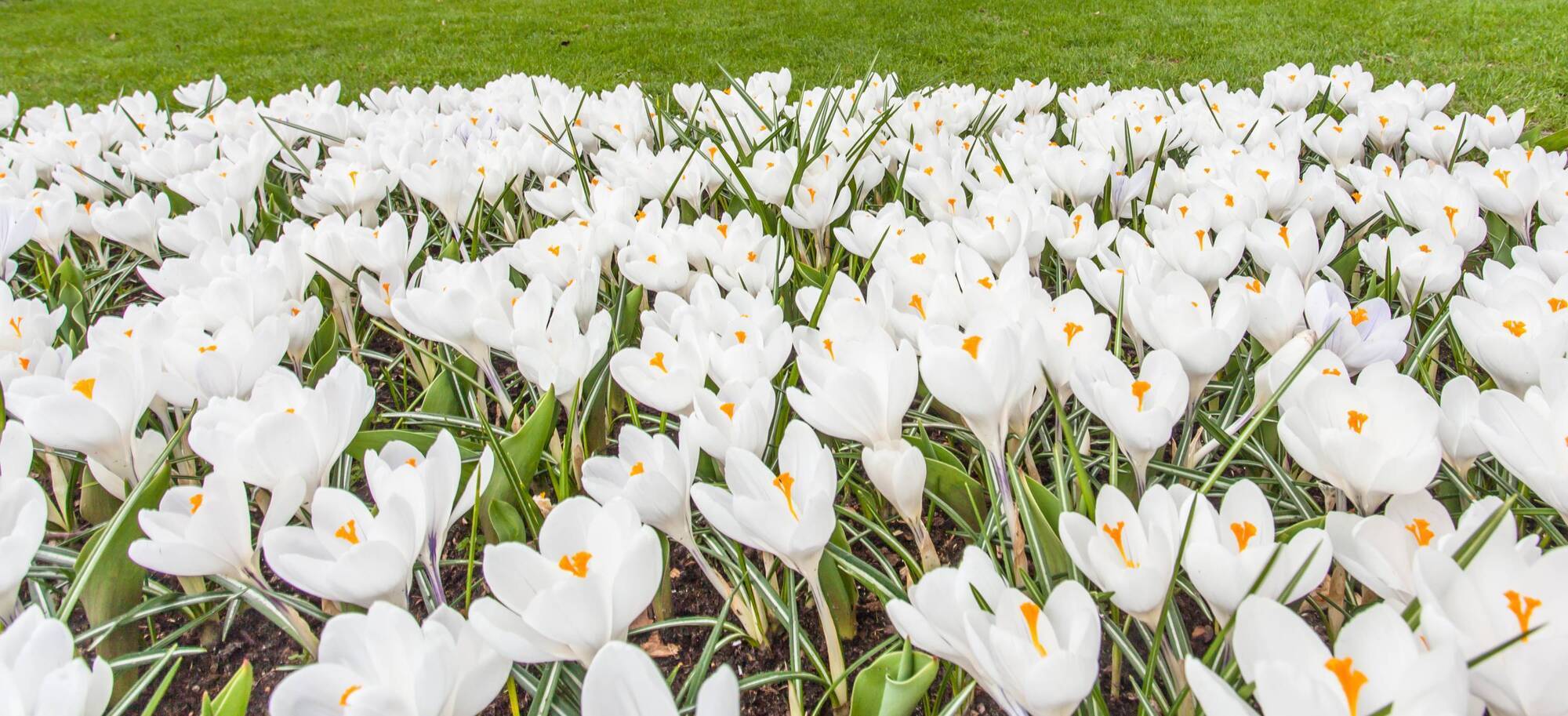 Peter Dowdall: Crocus, narcissus and anemone signal it's spring