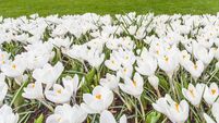 White crocus blooming