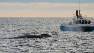 <p>Cork Whale Watch. 	Picture: Padraig Whooley/ Cork Whale Watch</p>