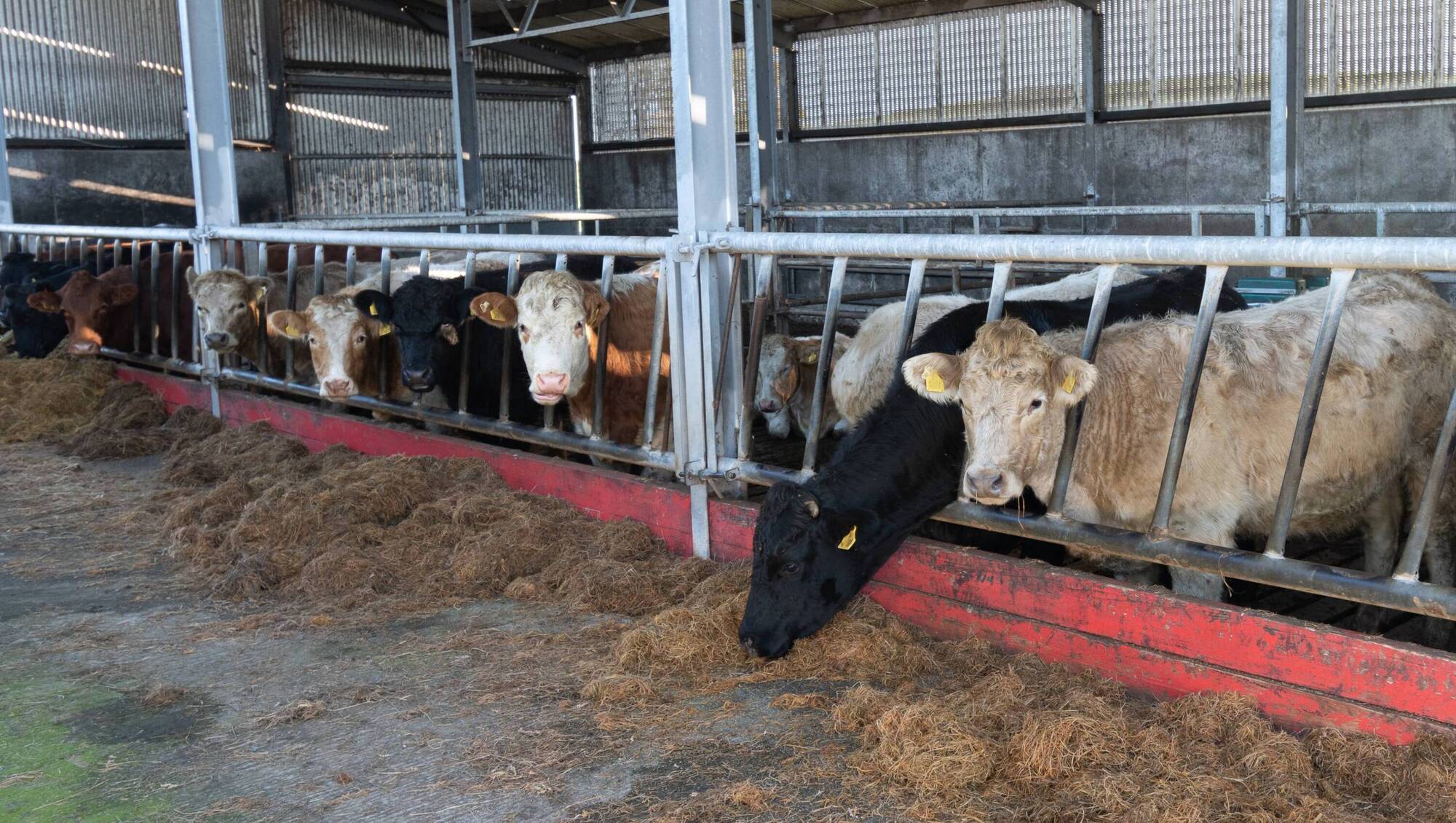 Brian Reidy: Optimising profit from winter-fed stock