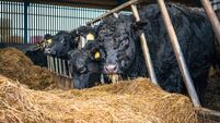 Cattle feeding indoors in winter