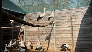 <p>Treated storks in an external cage outside the birds’ hospital (Claudia Ciobanu/AP)</p>