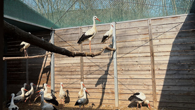 <p>Treated storks in an external cage outside the birds’ hospital (Claudia Ciobanu/AP)</p>