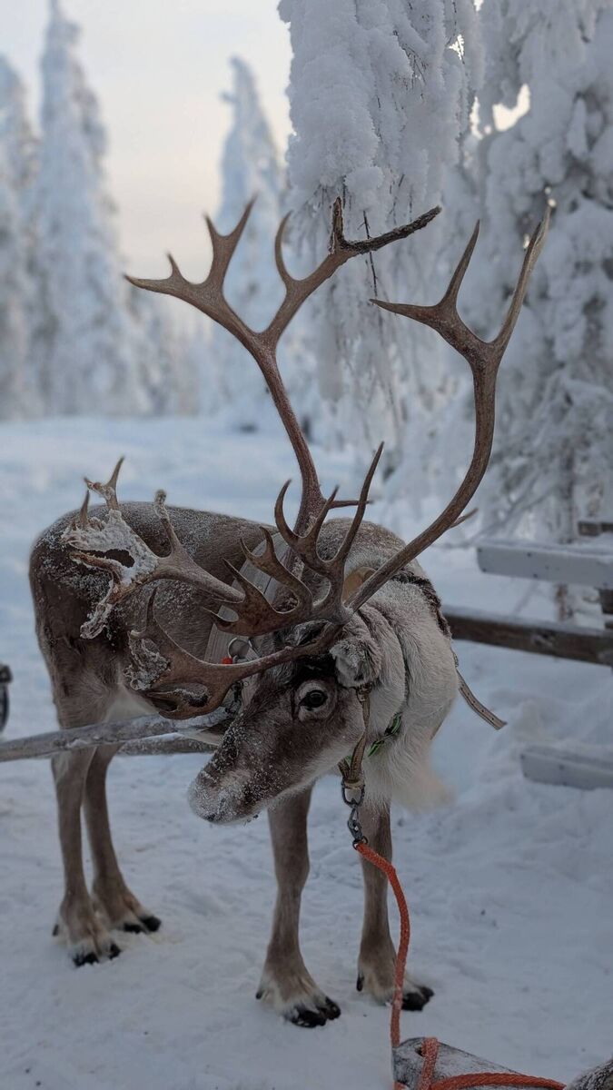 A reindeer at Octola A reindeer at Octola