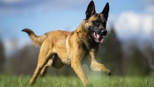 <p>The court heard the restricted breed legislation applied to named breeds as well as 'any cross or type of these listed breeds' which would include a German Shepherd malinois cross (pictured). File picture: Sansargo/iStock</p>