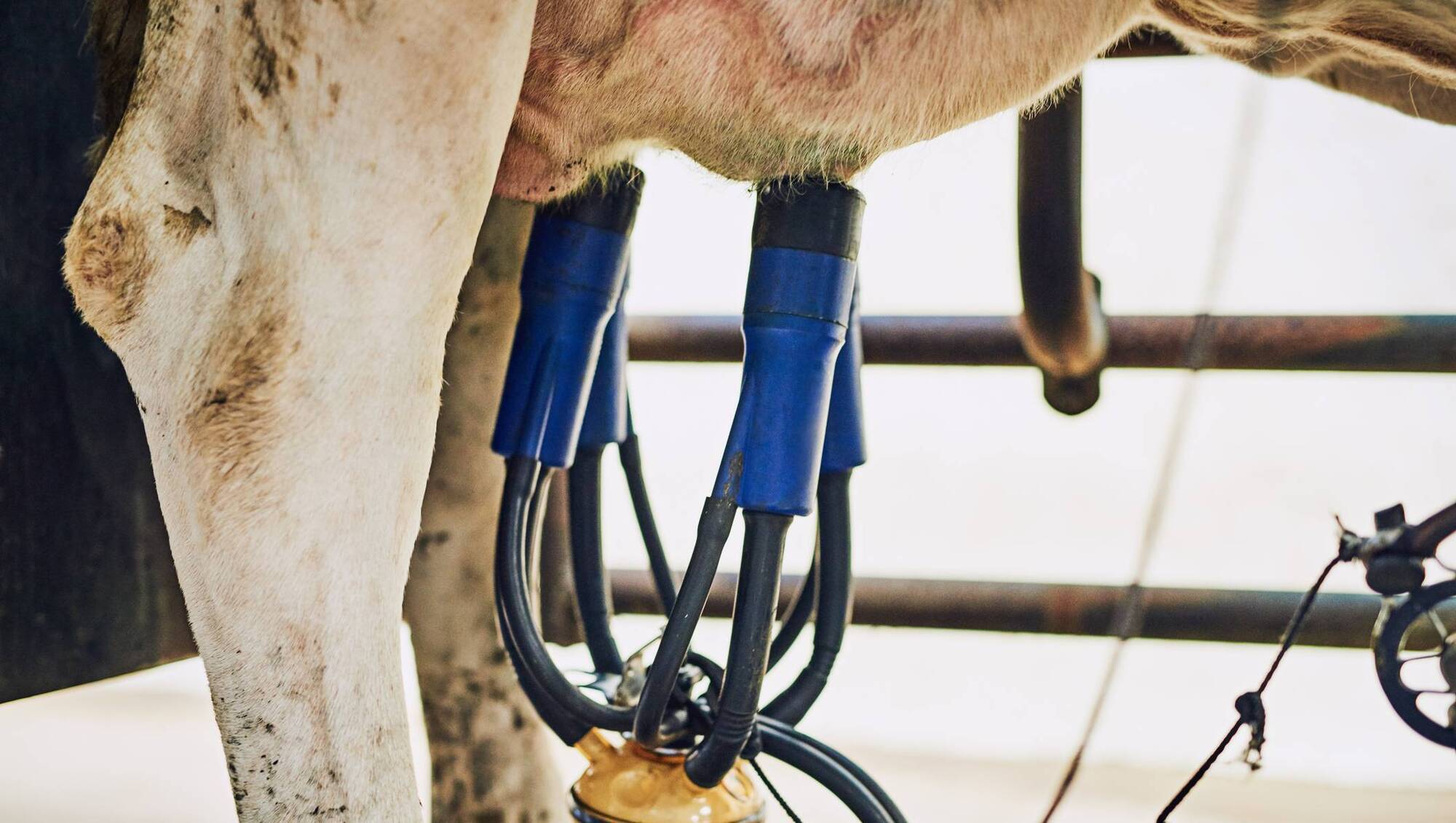 February milk prices confirmed by co-ops