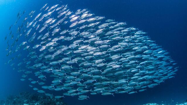 <p>Mackerel is the most widely-caught fish by sea anglers here, a survey by Inland Fisheries Ireland found.</p>