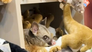 An Australian brushtail possum sits on the display shelf in a terminal shop at Hobart Airport in Australia (Melissa Oddie via AP)