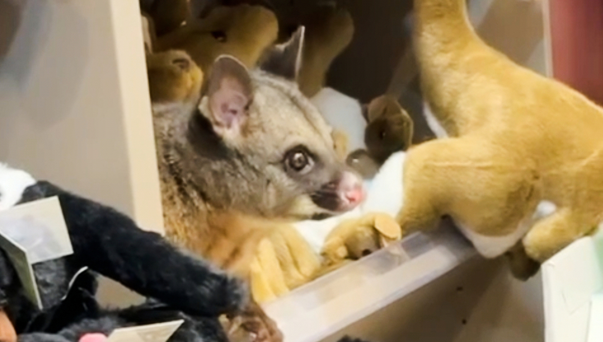 Hello possum! Creature appears among cuddly toys in Australian airport gift shop