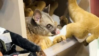 Australia Airport Possum