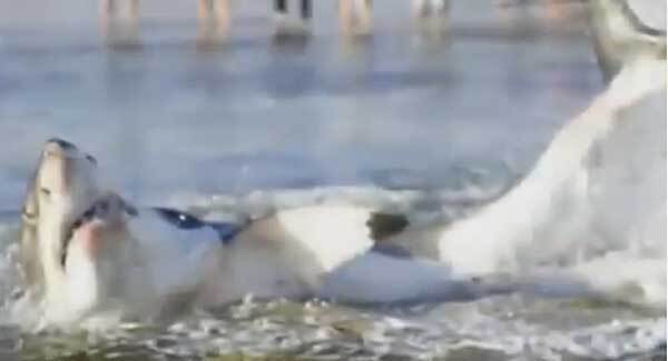 Dramatic footage shows a great white shark choking to death on a sea lion