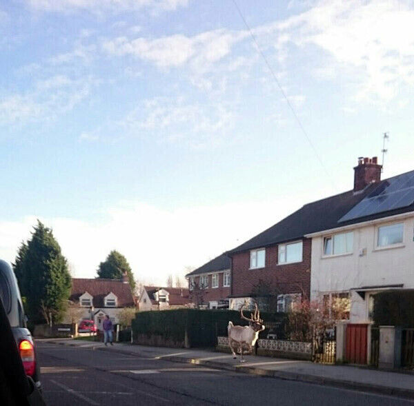 Photo taken from the Twitter feed of Warren Porter showing a reindeer running down a street. Picture: Warren Porter/PA Wire. Photo taken from the Twitter feed of Warren Porter showing a reindeer running down a street. Picture: Warren Porter/PA Wire.