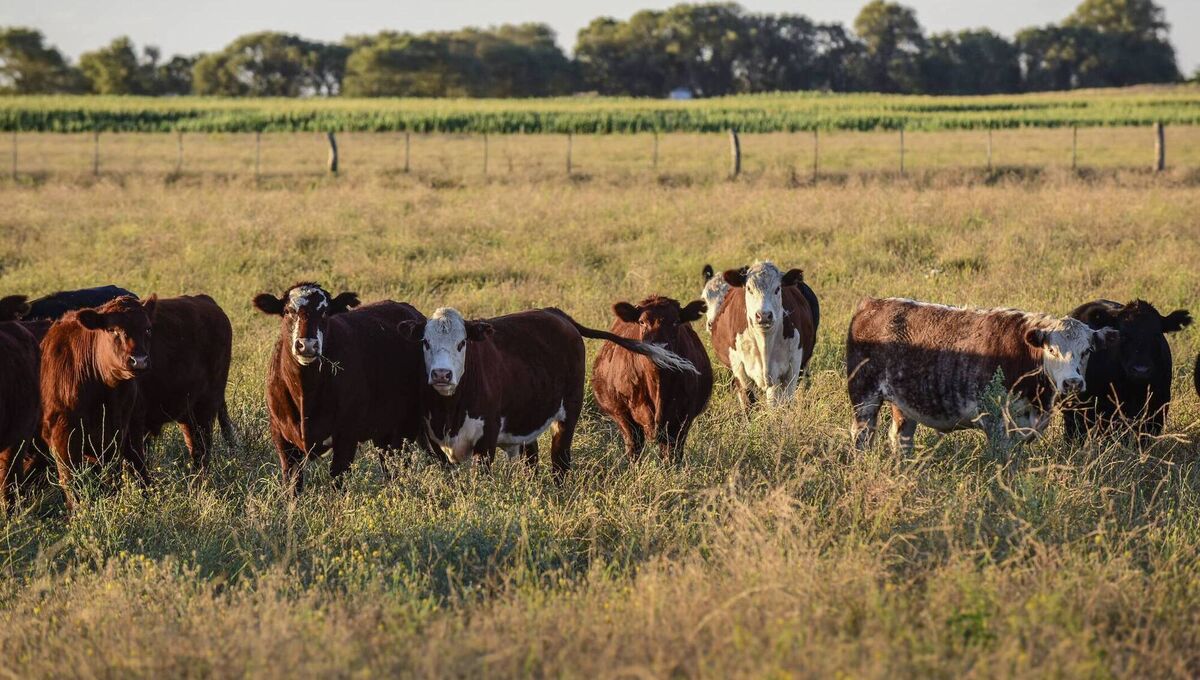 Among the most anticipated for South American livestock producers is a 99,000 tonne annual beef quota, which will enter the EU at a reduced tariff of 7.5%, while poultry exports could reach 180,000 tonnes duty-free once the quotas are fully phased in. Picture: iStock