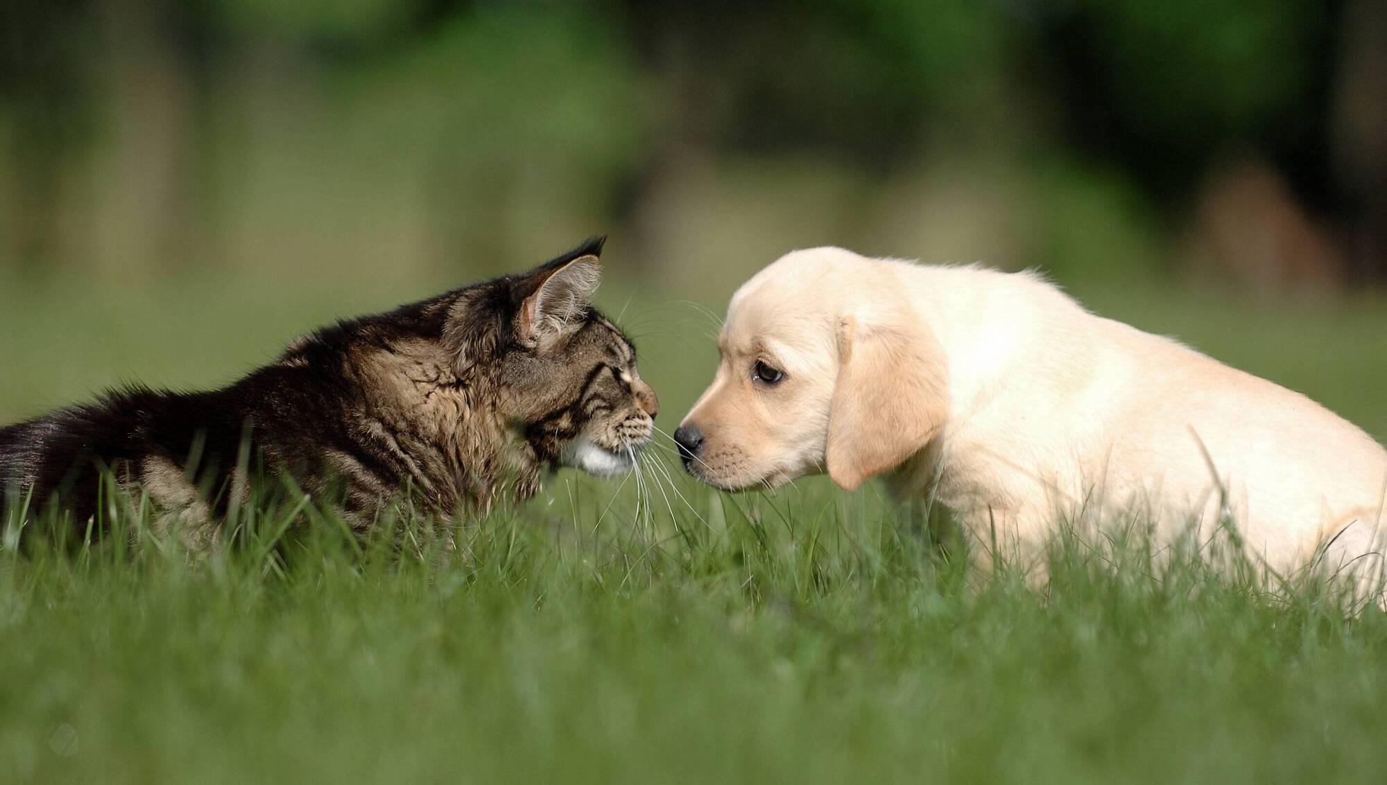 Dear Dáithí: 'I don't want to give up my dog when I move in with my partner'