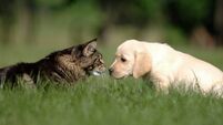cat and dog friendship